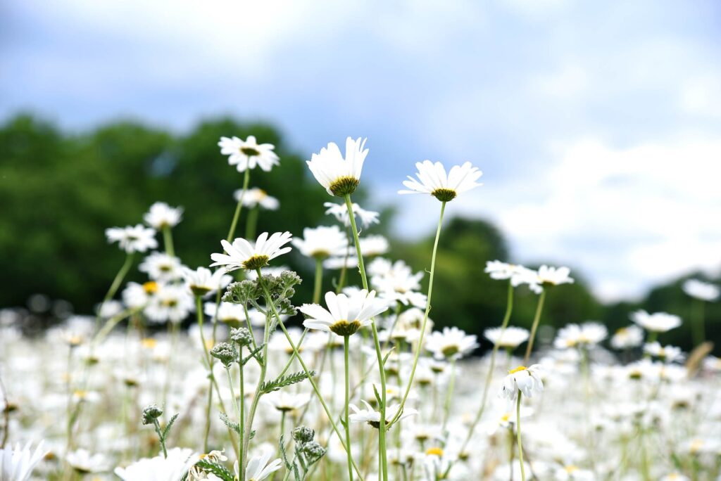 Wildflowers on Yateley Green