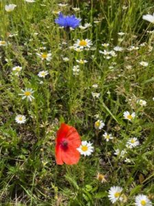 Vigo Lane wildflower verge June 22