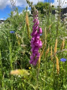 Vigo Lane wildflower verge June 22