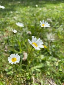 Oxeye Daisy Wildflower
