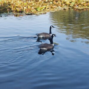 Photo of two Canada Geese on Yateley Pond