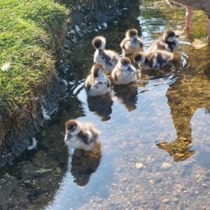 Photo of seven fluffy goslings